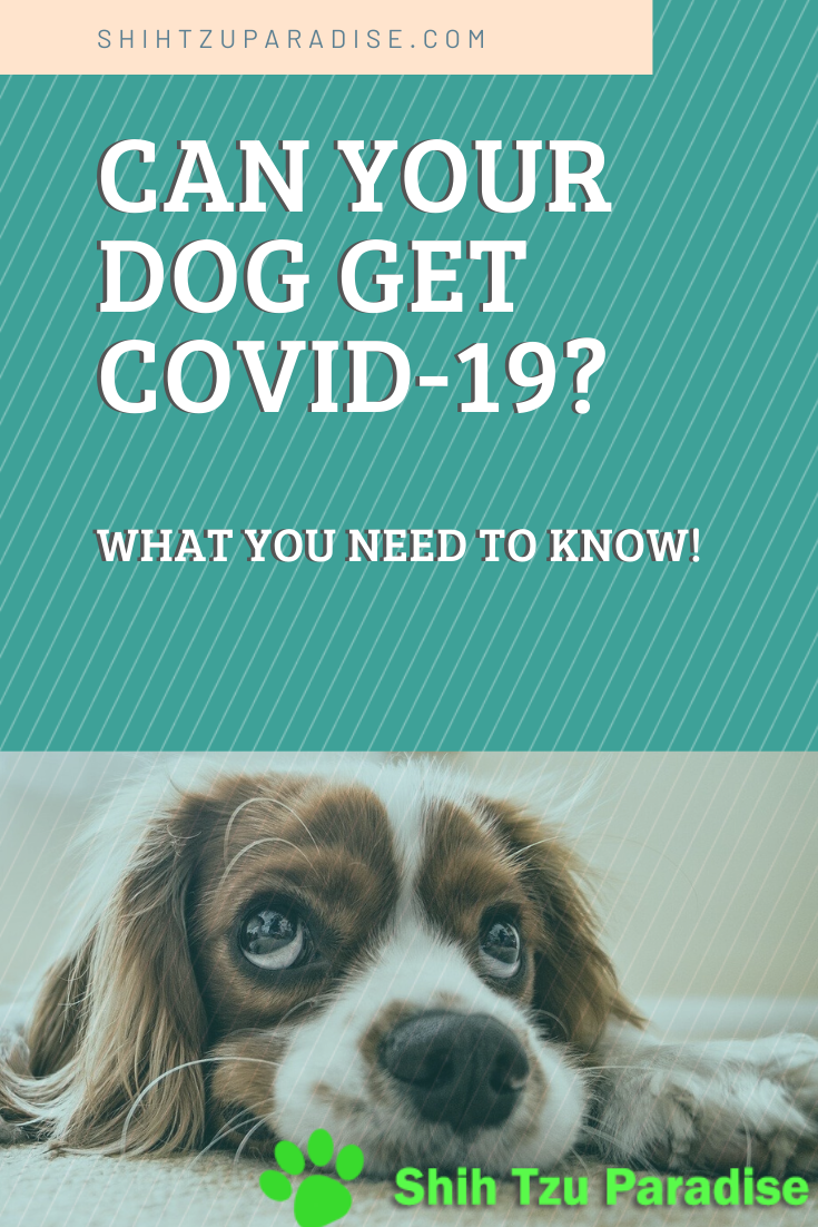 Can Dogs Get The Coronavirus? The 1 Shocking Truth! Shih Tzu Paradise